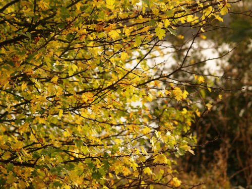 Turning Hawthorn Leaves, Calvert, Buckinghamshire