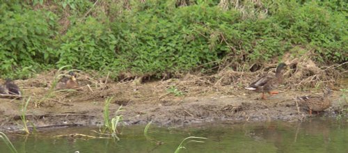 River Bain, Tattershall, Lincolnshire