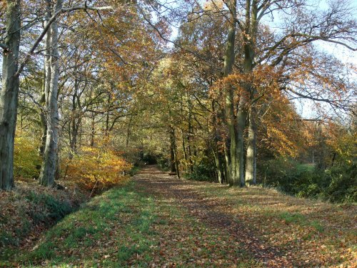 Merrions Wood Nature Reserve, West Midlands
