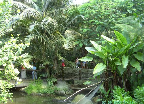 The Rainforest Area, The Eden Project, Bodelva, Cornwall