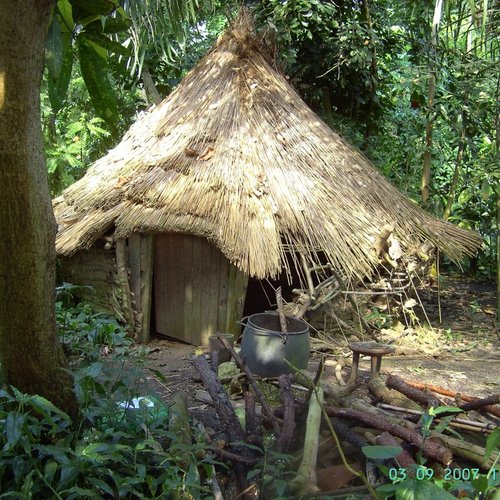 The Rainforest Area, The Eden Project, Bodelva, Cornwall