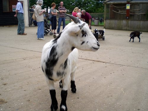 Africa Alive - African Animal Adventure Park, Kessingland, Suffolk