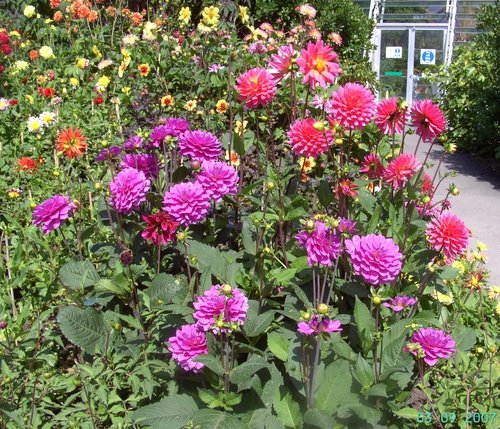 Flowers, The Eden Project, Bodelva, Cornwall