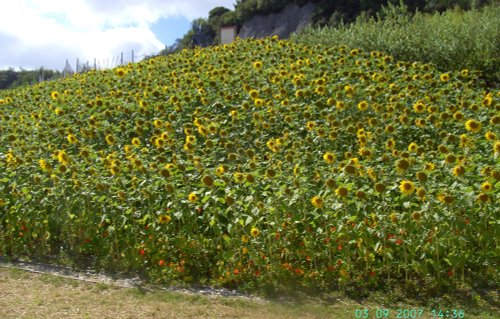 Sunflowers, The Eden Project, Bodelva, Cornwall