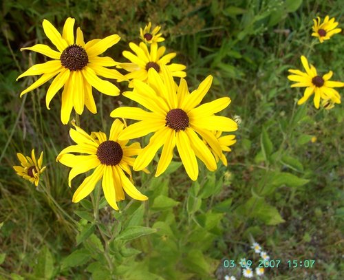 Flowers, The Eden Project, Bodelva, Cornwall