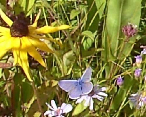 Flower and butterfly, The Eden Project, Bodelva, Cornwall