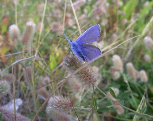 Butterfly, The Eden Project, Bodelva, Cornwall