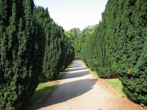 Cedar lined footpath at Tyntesfield, Wraxall, Somerset