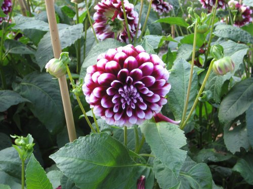 Beautiful Flowers in walled garden at Tyntesfield, Wraxall, Somerset