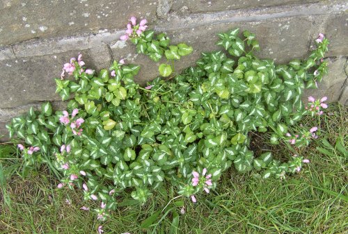 Flowers, Sprotbrough, South Yorkshire