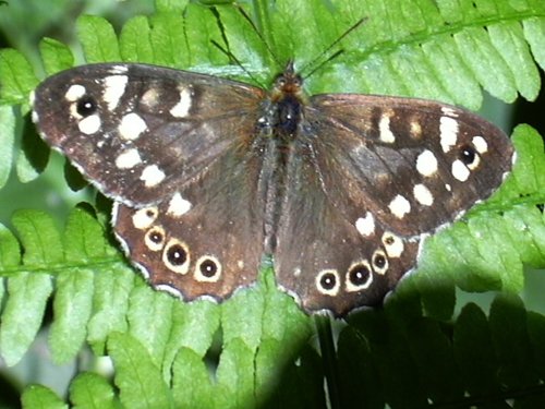 Speckled Wood butterfly at Sprotbrough Flash, South Yorkshire
