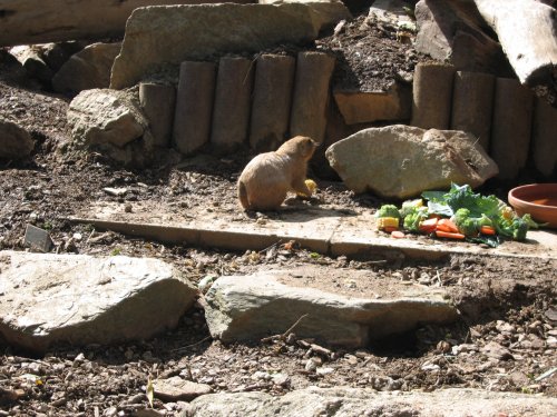 Newquay Zoo, Cornwall