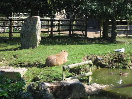 Newquay Zoo, Cornwall