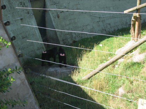 Newquay Zoo, Cornwall