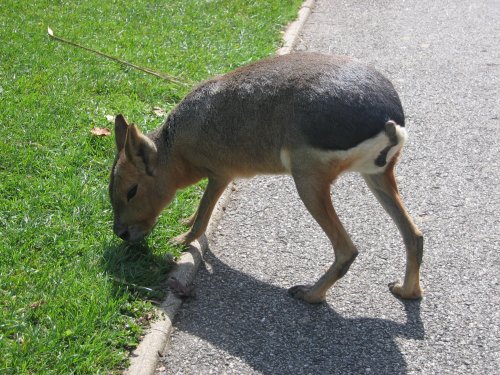 Newquay Zoo, Cornwall