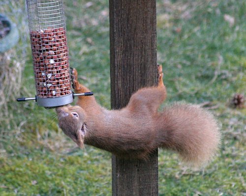 Red Squirrel, Duthil, Scotland
