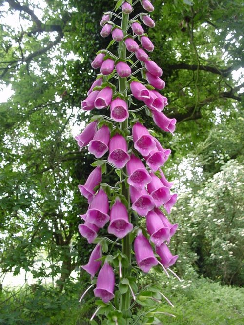 Found in the woodland grounds of Hunstrete House Hotel, Somerset