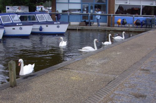 The Broads, Potter Heigham, Norfolk