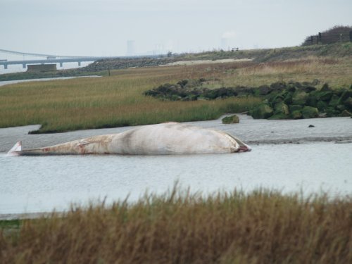 Young Whale washed up on the Humber, New Holland, Lincolnshire