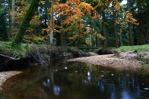 The New Forest, Hampshire