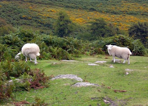 Dartmoor National Park, Devon