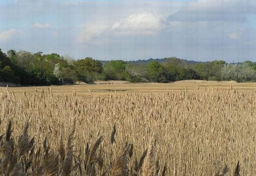 Reed Beds at Upton Country Park, Poole, Dorset