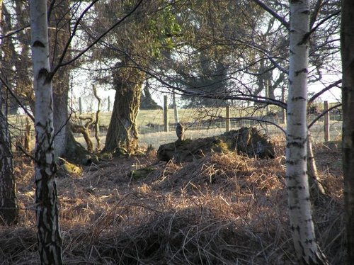 Buzzard waiting for supper at Arne RSPB Reserve, Dorset