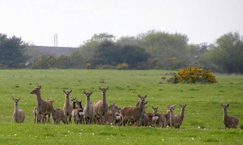 Sika at Arne RSPB Reserve, Dorset