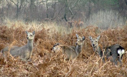 Sika's on the alert at Arne RSPB Reserve, Dorset