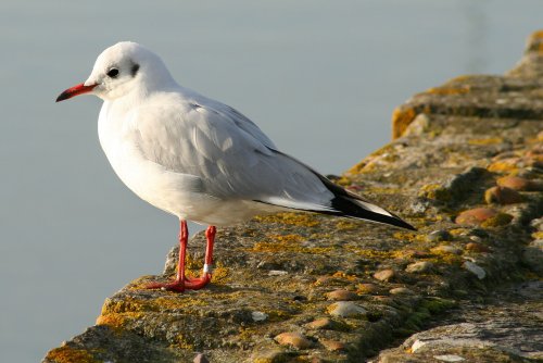 Keyhaven, Hampshire