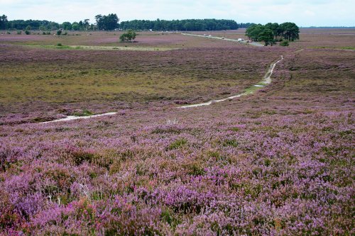 New Forest