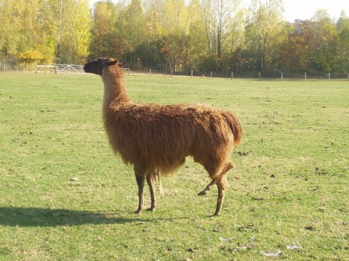 Llama