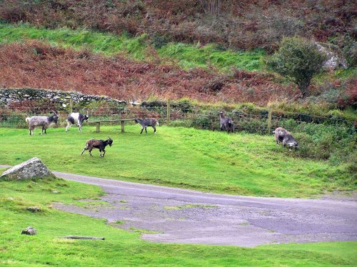 Lynton, Devon.