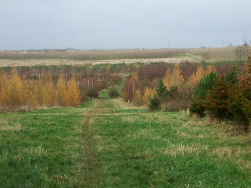 Battram Wood, Battram Village, near Ellistown