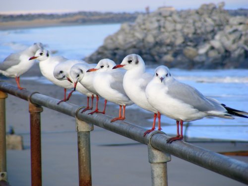 Great Yarmouth