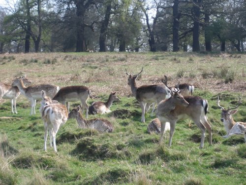 Richmond Park