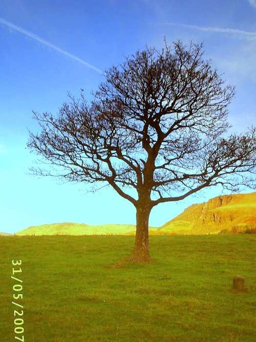 Tree at Dovestones, Greenfield