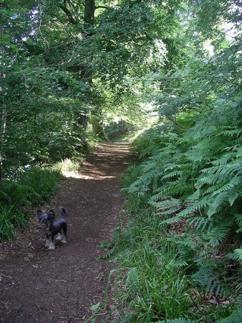 River Eden footpath, Armathwaite, Cumbria