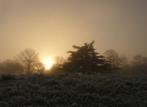 The Park in Winter