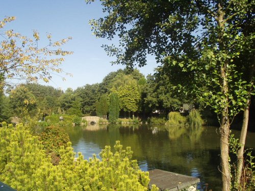 Trees and Lake