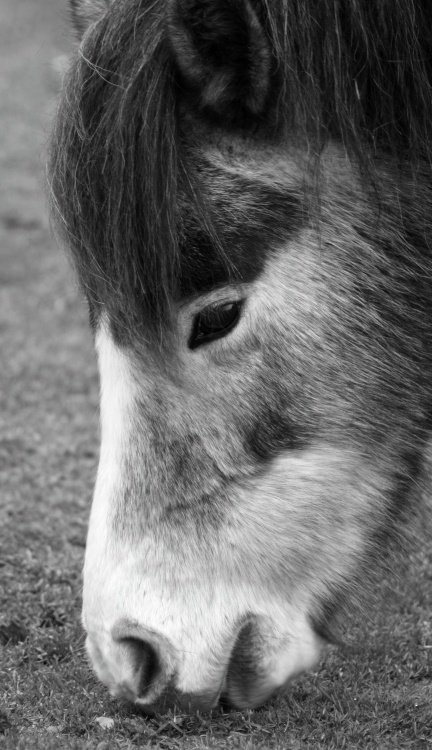 A pony grazing in the fields of the New Forest, Hampshire
