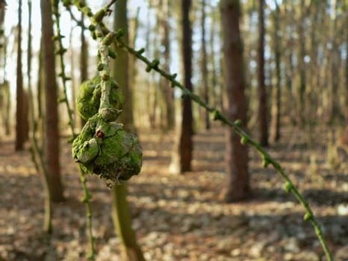 Coombe Abbey Country Park, Binley, Warwickshire