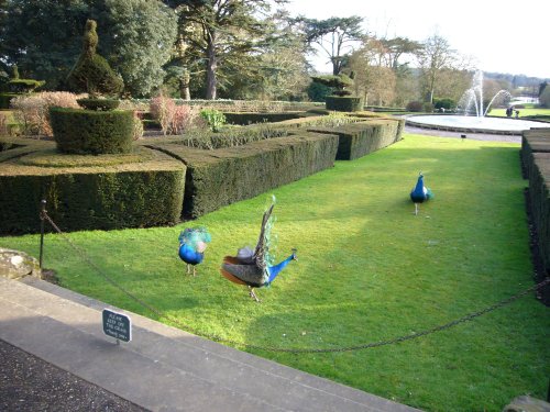 More peacocks at Warwick Castle, Warwickshire