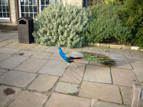 One more peacock at Warwick Castle