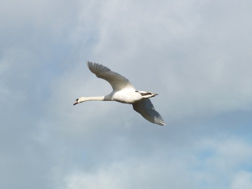 Swan in flight over the River Humber, New Holland, Lincolnshire
