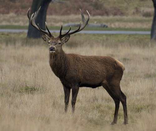 Deer in the rutting season