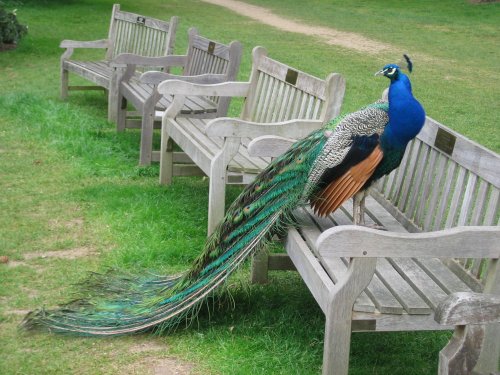 Kew Gardens