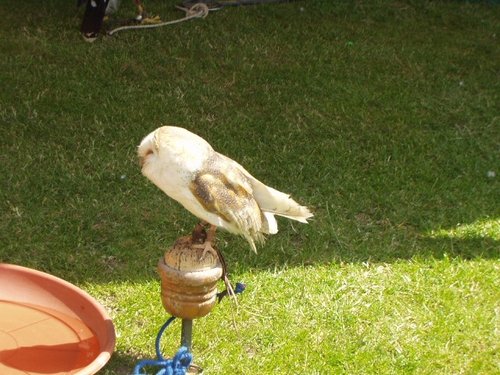 Barn Owl