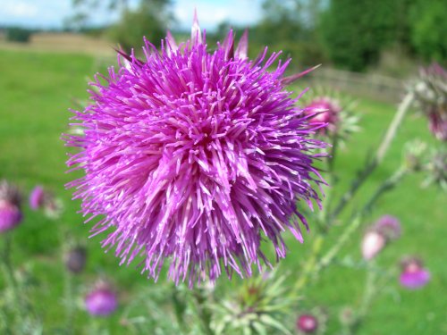 Thistle