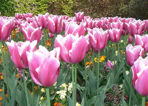 Spring bulbs in Greenwich Park, Greater London